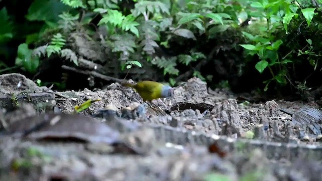 Russet-crowned Warbler - ML616279152