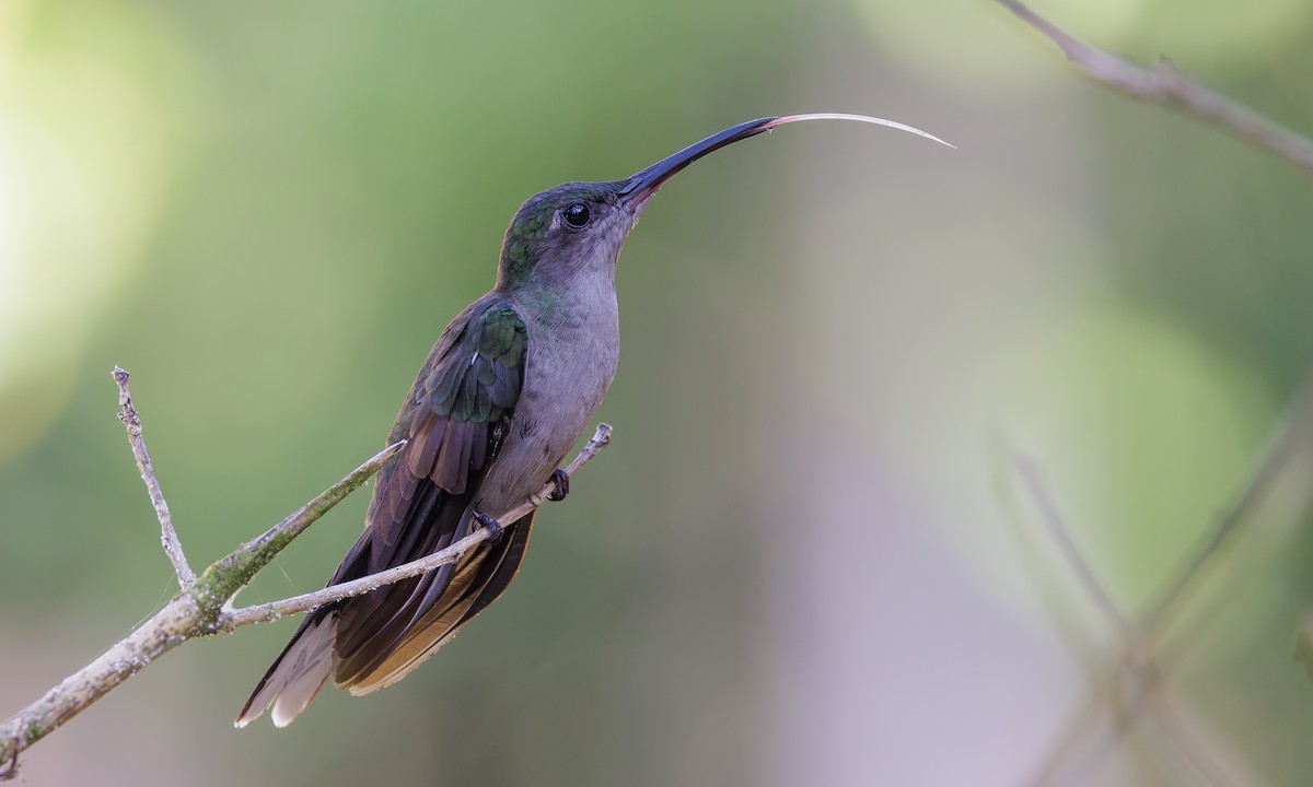 Gray-breasted Sabrewing - Steve Kelling