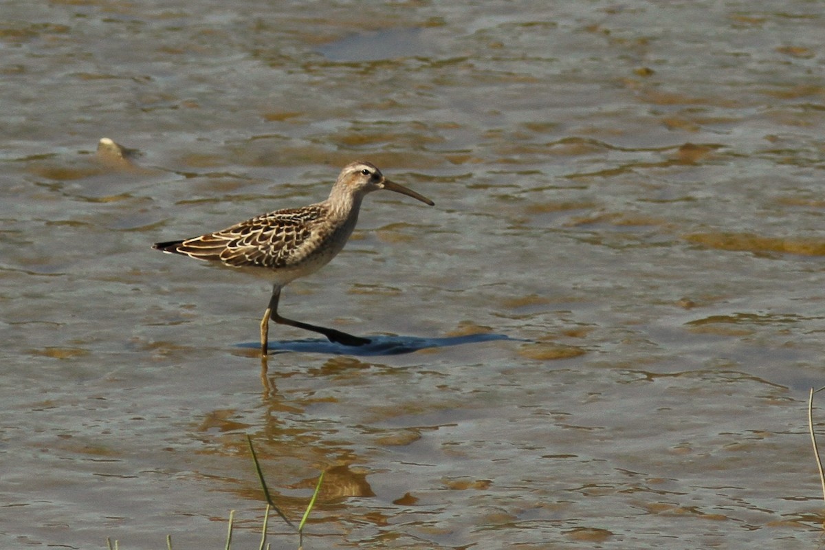 Stilt Sandpiper - Maurice Raymond