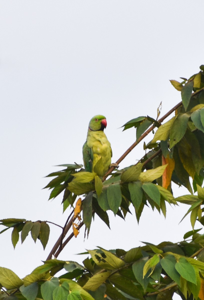 Rose-ringed Parakeet - ML616279217