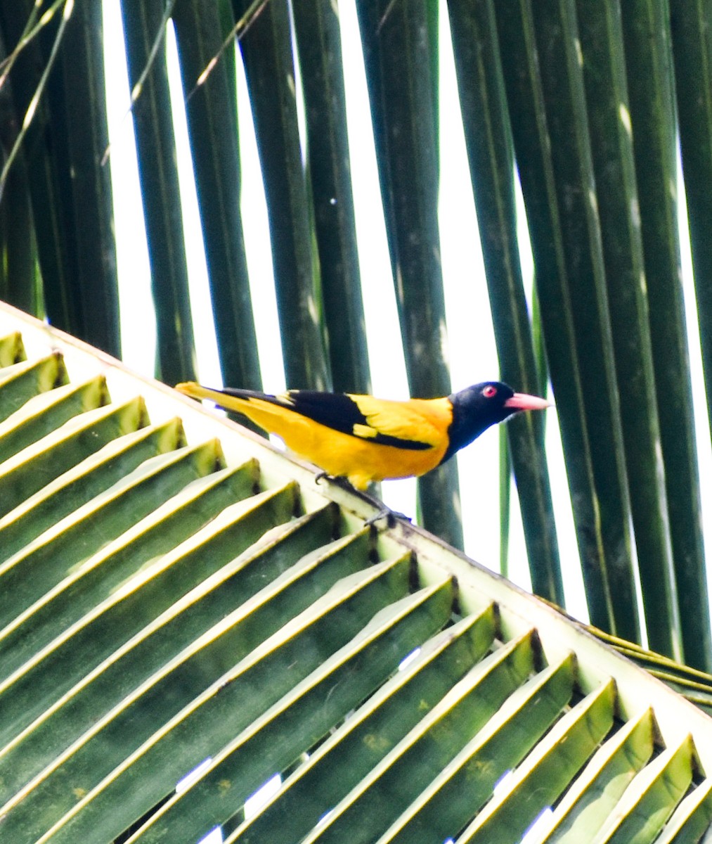 Black-hooded Oriole - ML616279230