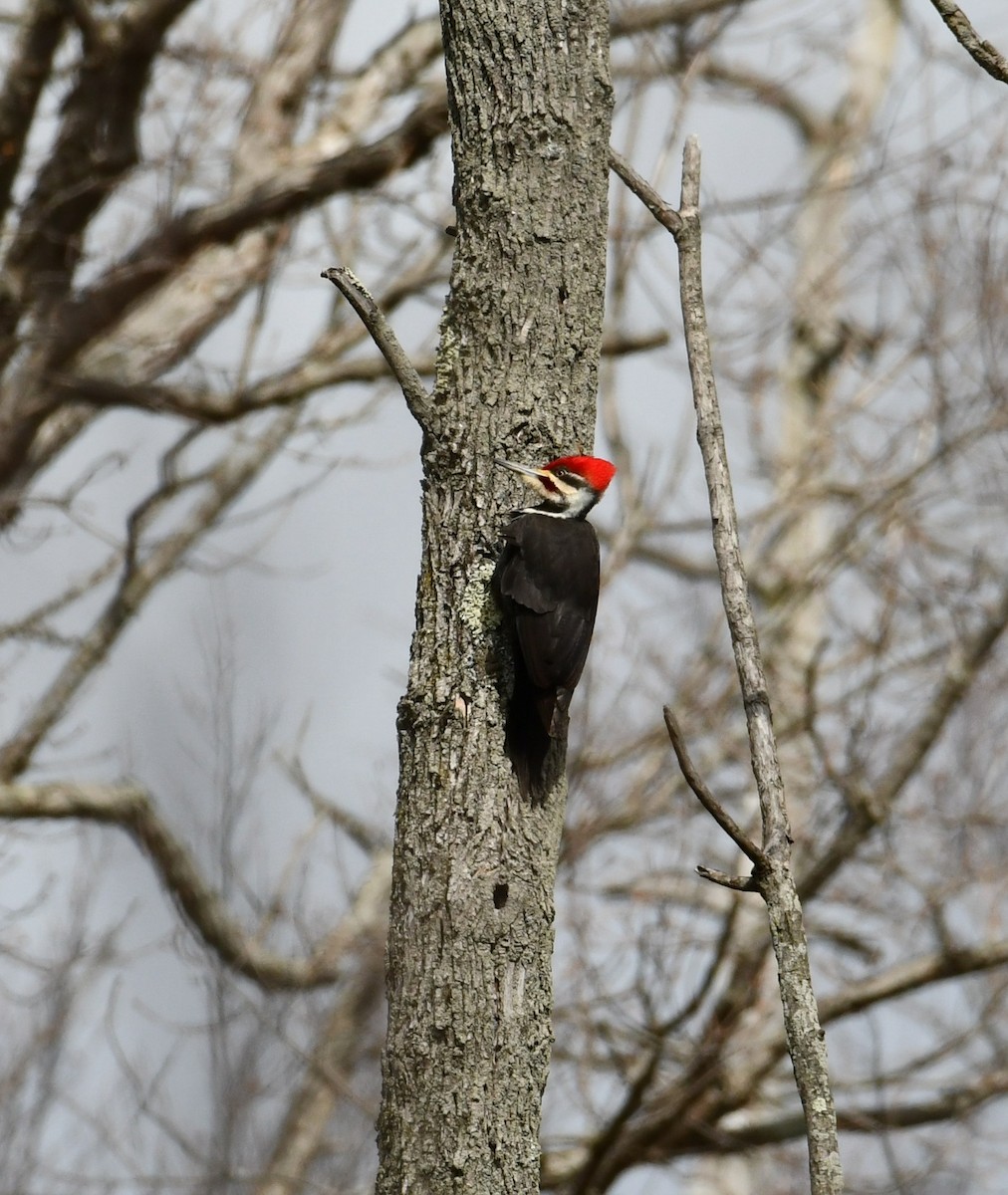 Pileated Woodpecker - ML616279250