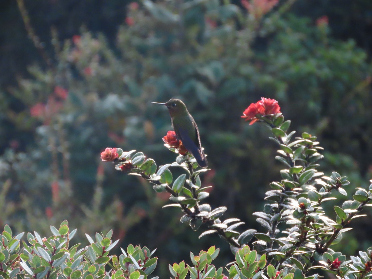 kolibřík rudohrdlý - ML616279266