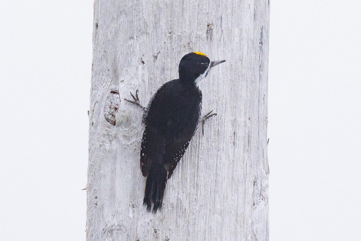 Black-backed Woodpecker - ML616279267