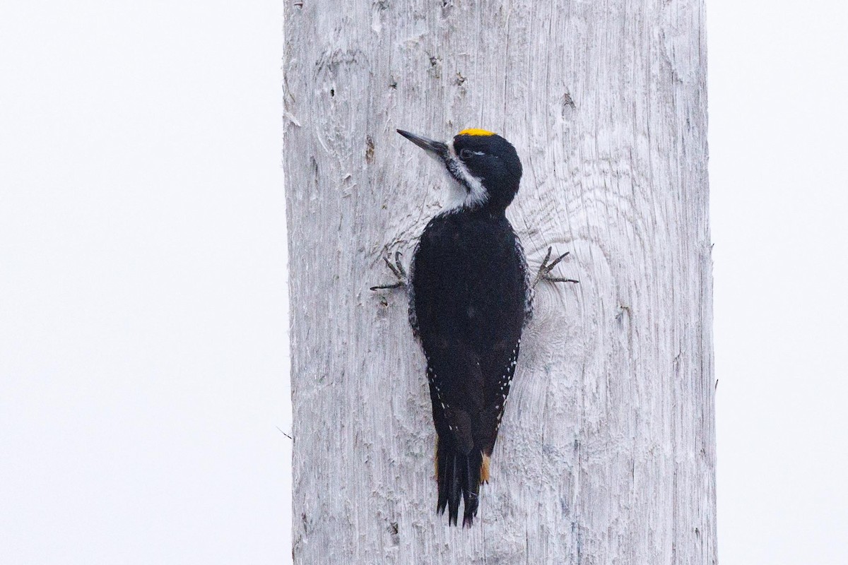 Black-backed Woodpecker - ML616279270