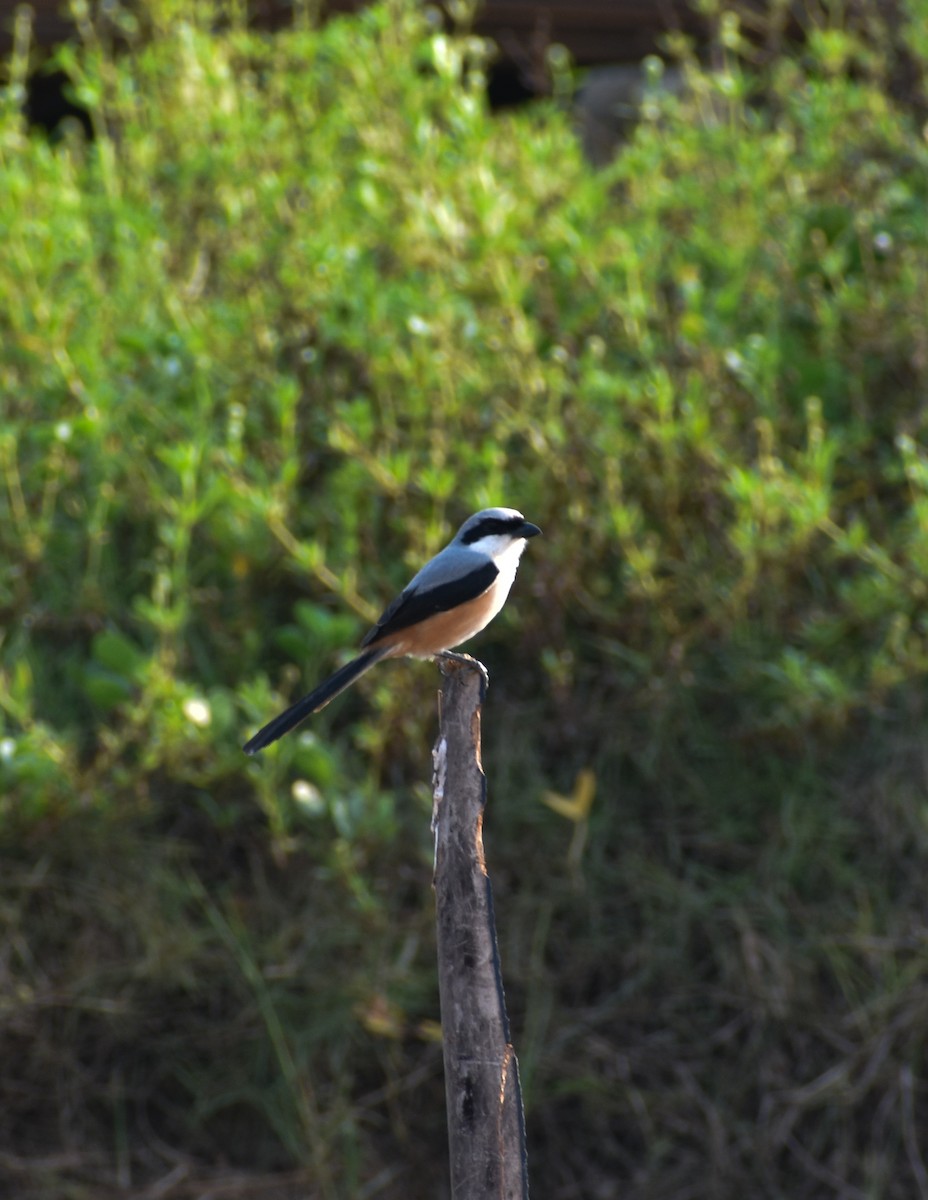 Long-tailed Shrike - ML616279271