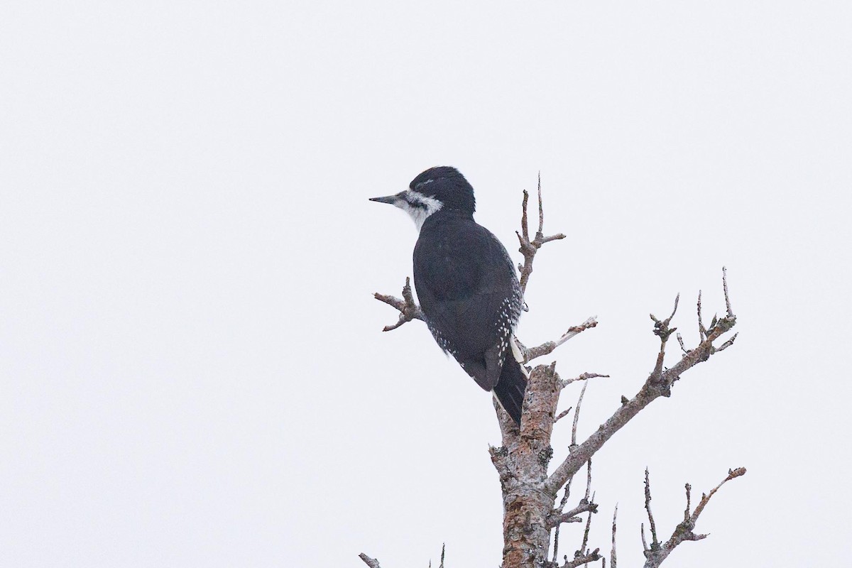 Black-backed Woodpecker - ML616279274