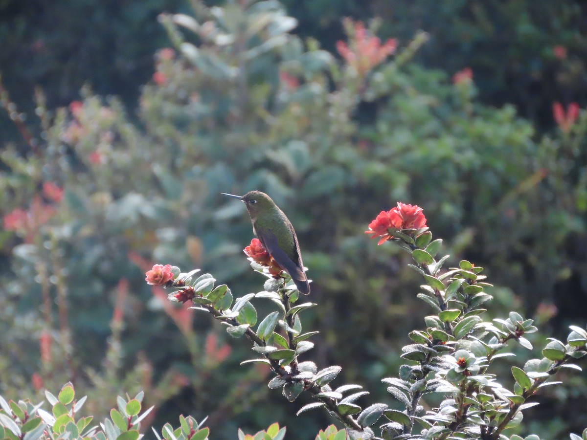 kolibřík rudohrdlý - ML616279279