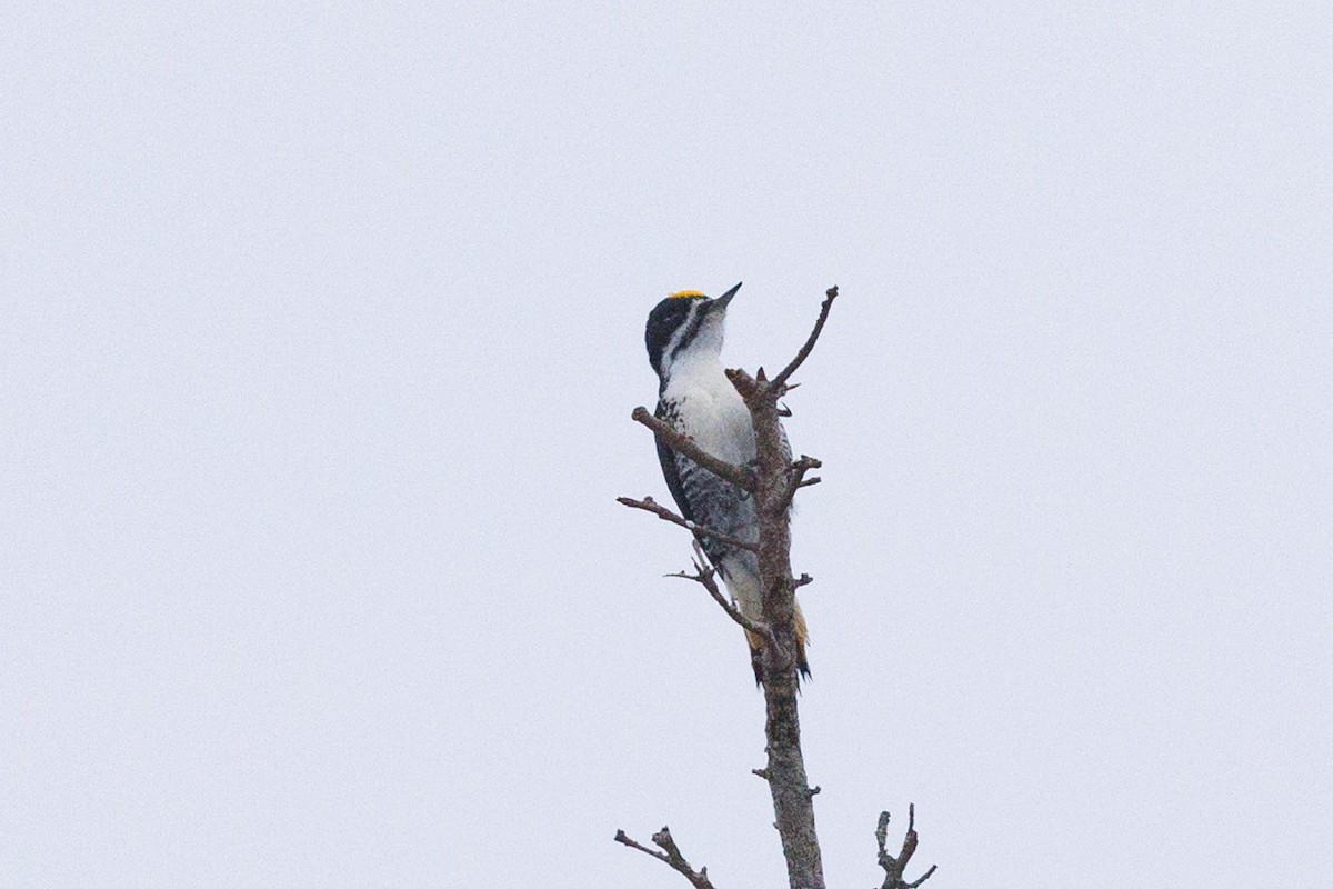 Black-backed Woodpecker - ML616279280