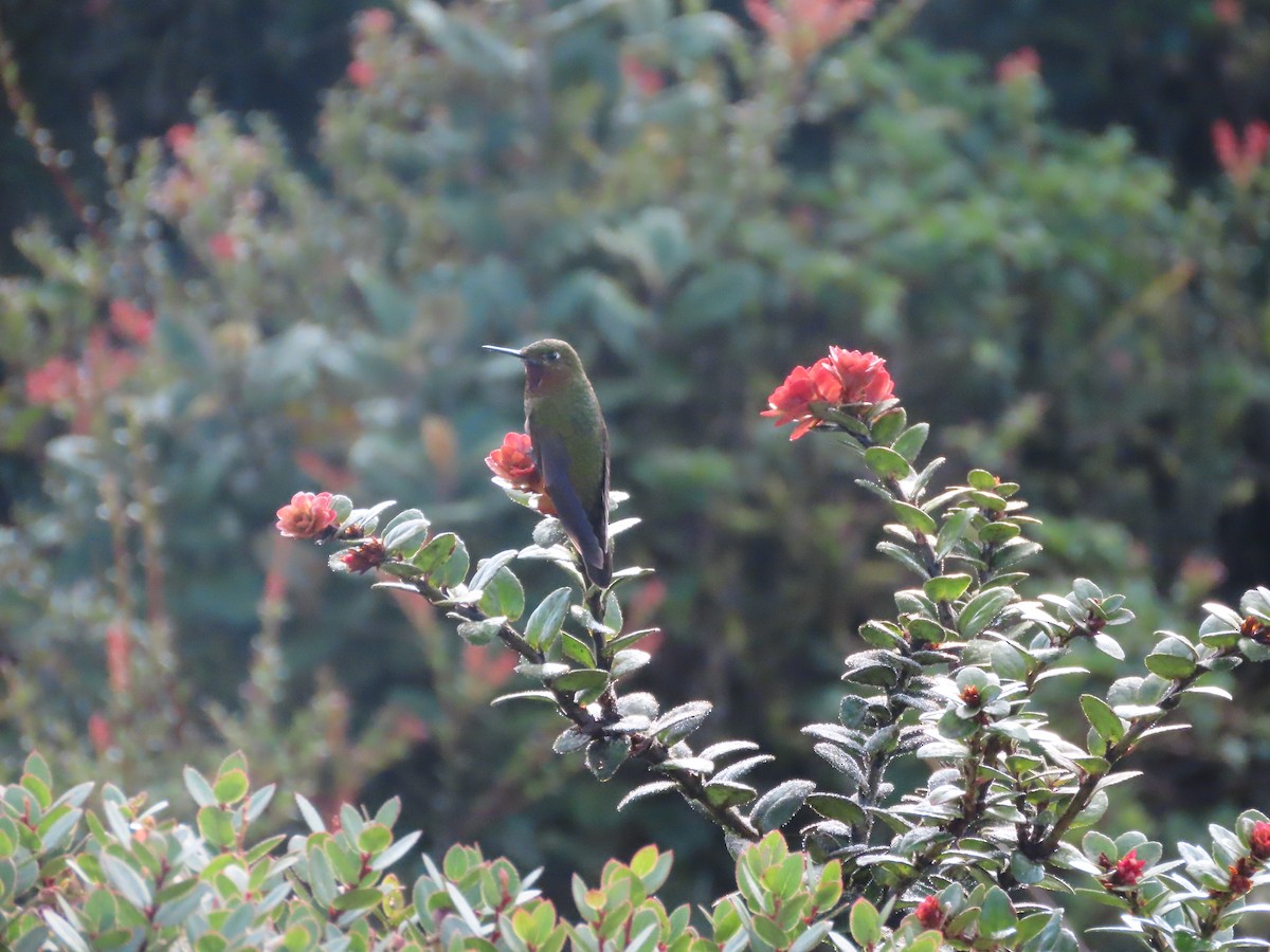 kolibřík rudohrdlý - ML616279284