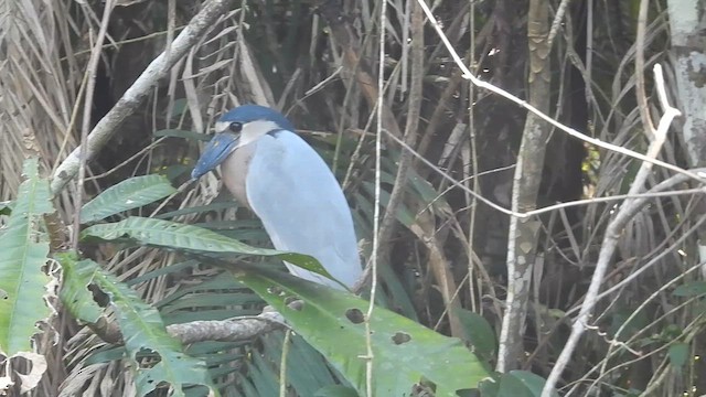 Boat-billed Heron - ML616279302