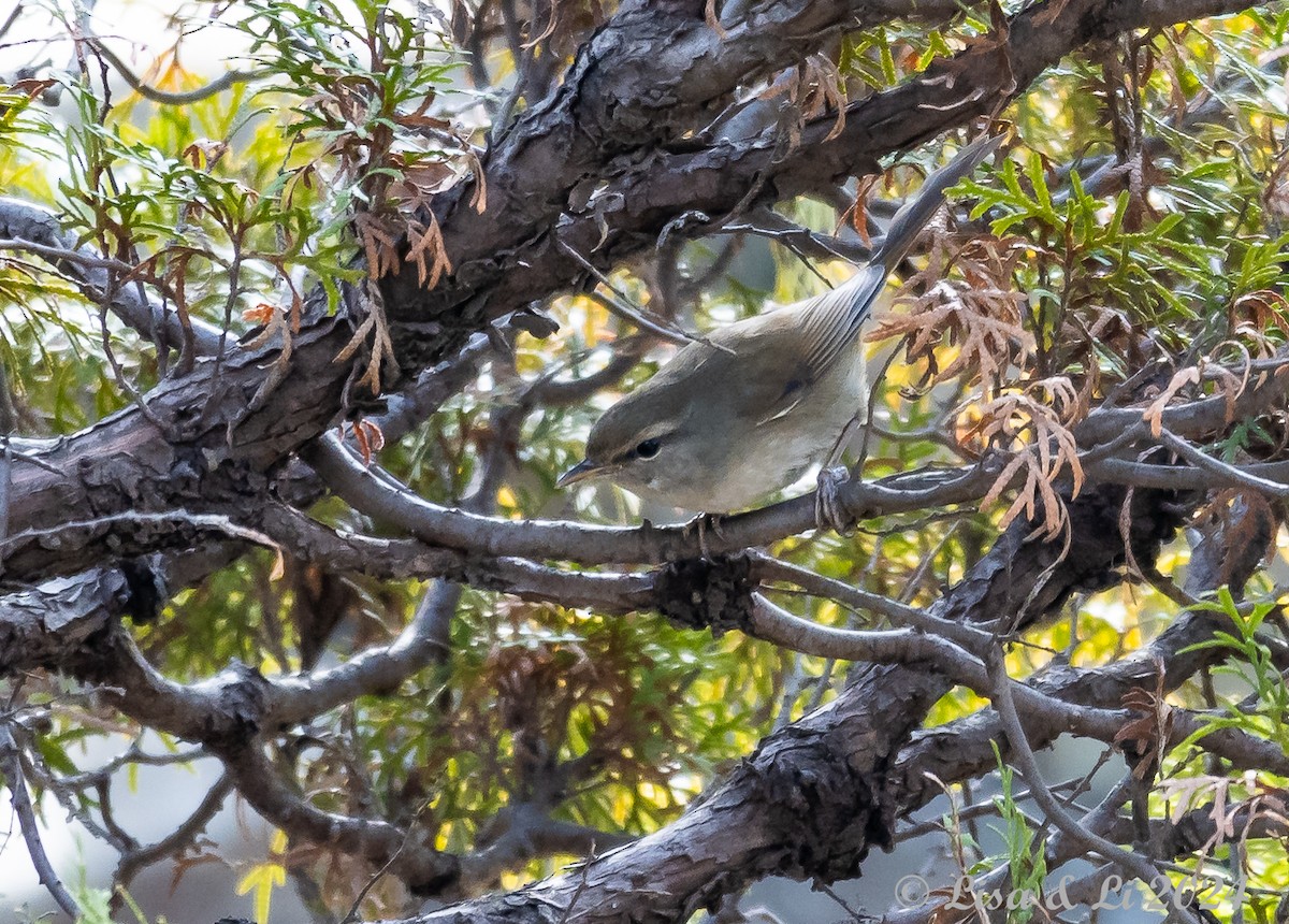 Japanese Bush Warbler - ML616279314