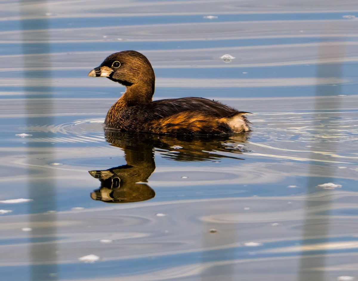 Pied-billed Grebe - ML616279316