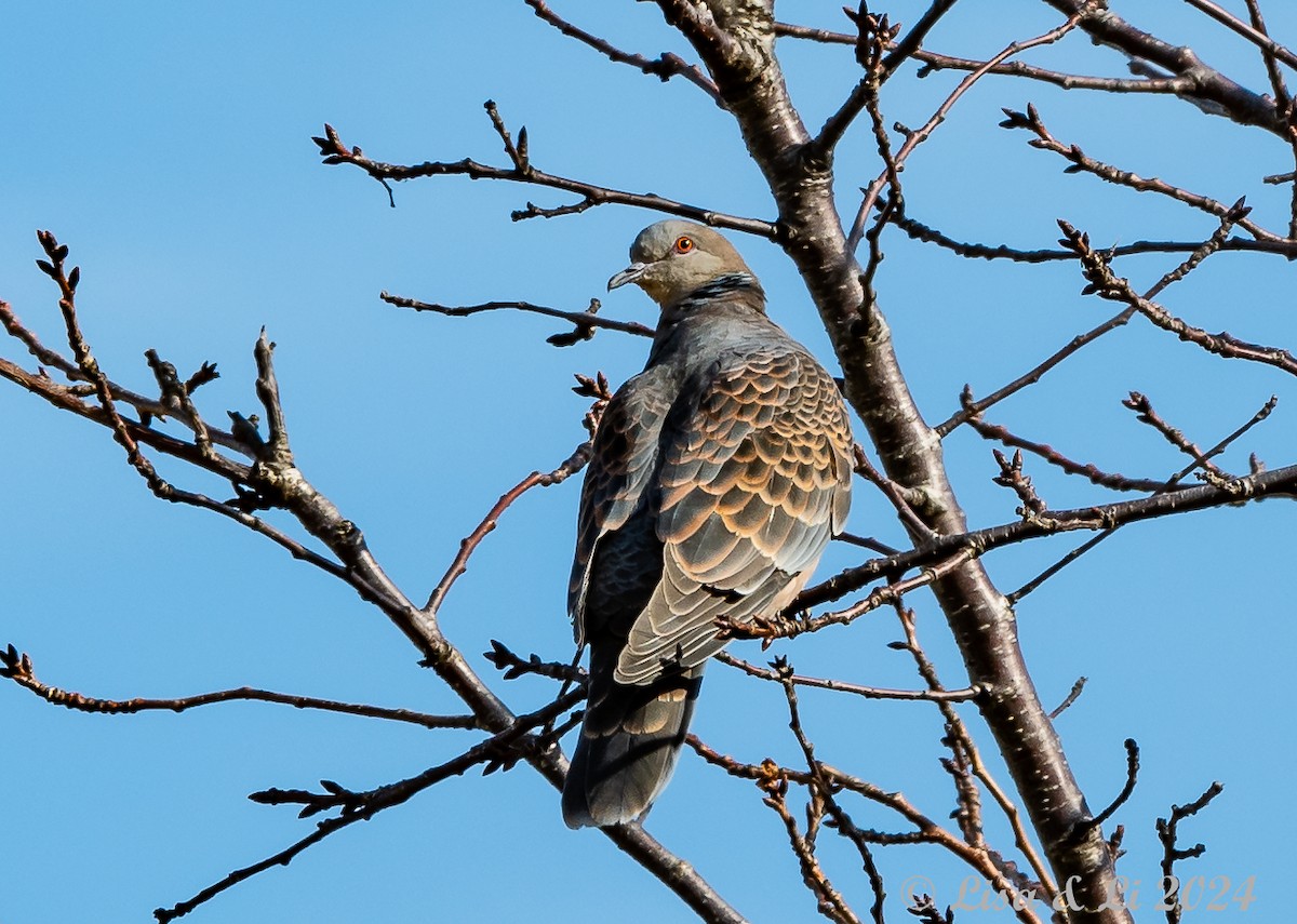 Oriental Turtle-Dove - Lisa & Li Li