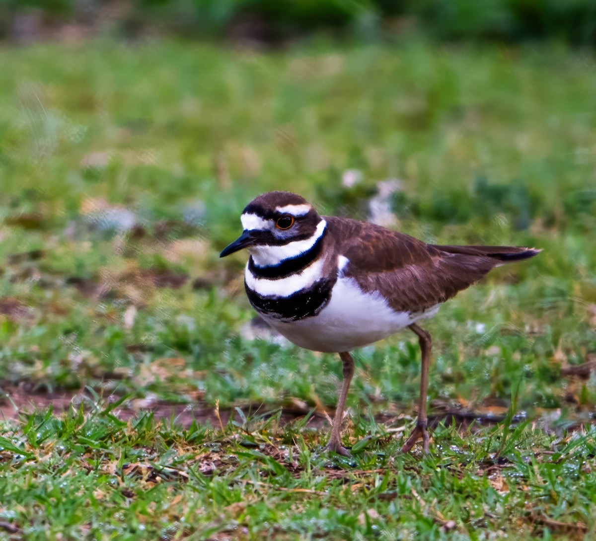 Killdeer - ML616279334