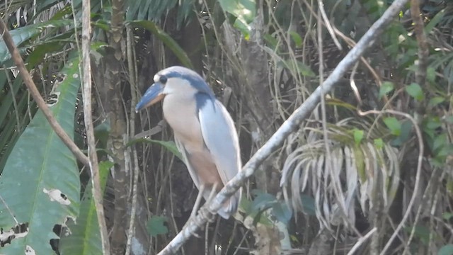 Boat-billed Heron - ML616279341