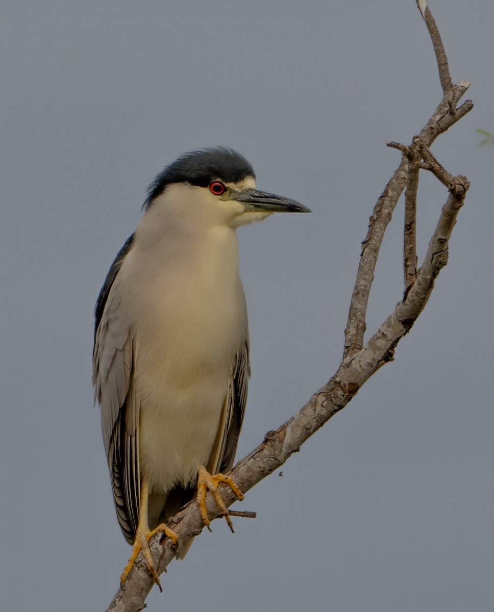 Black-crowned Night Heron - ML616279356