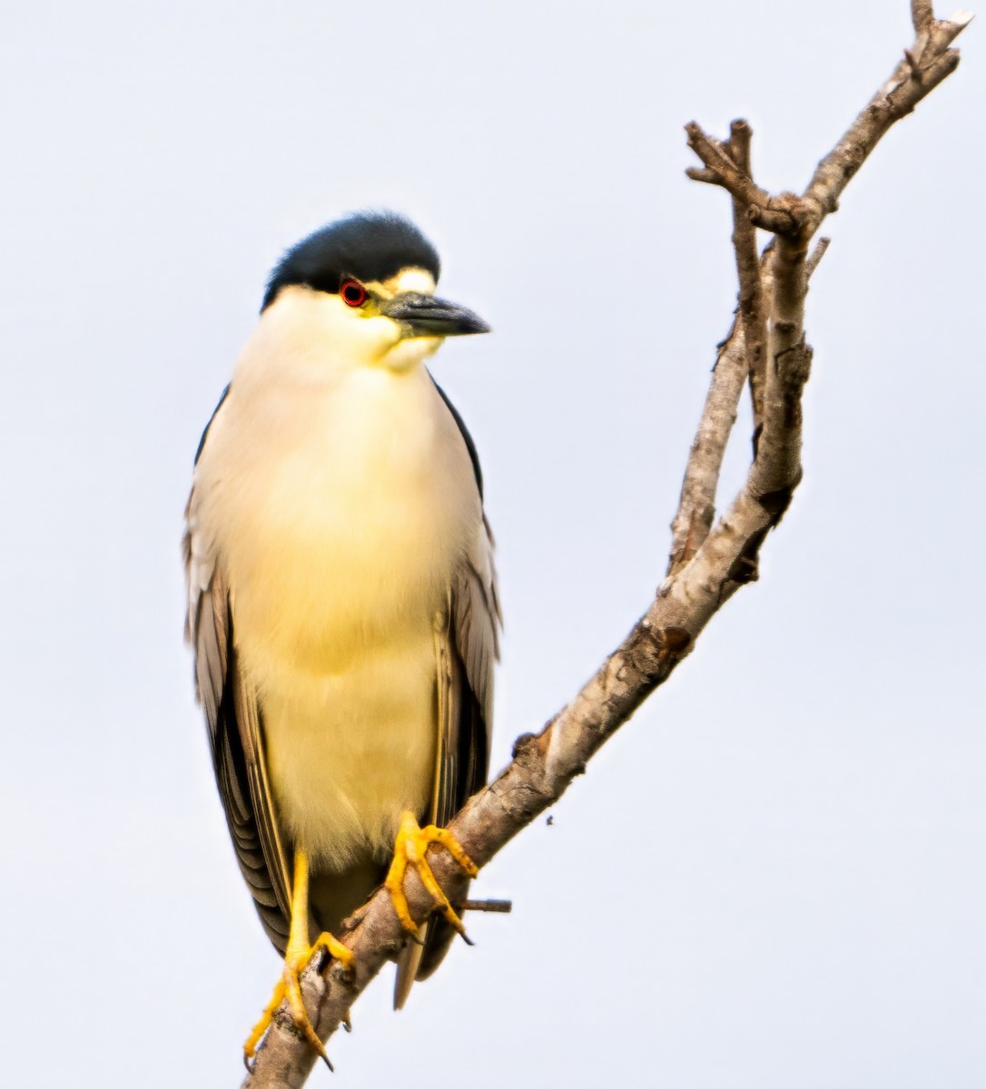 Black-crowned Night Heron - ML616279358