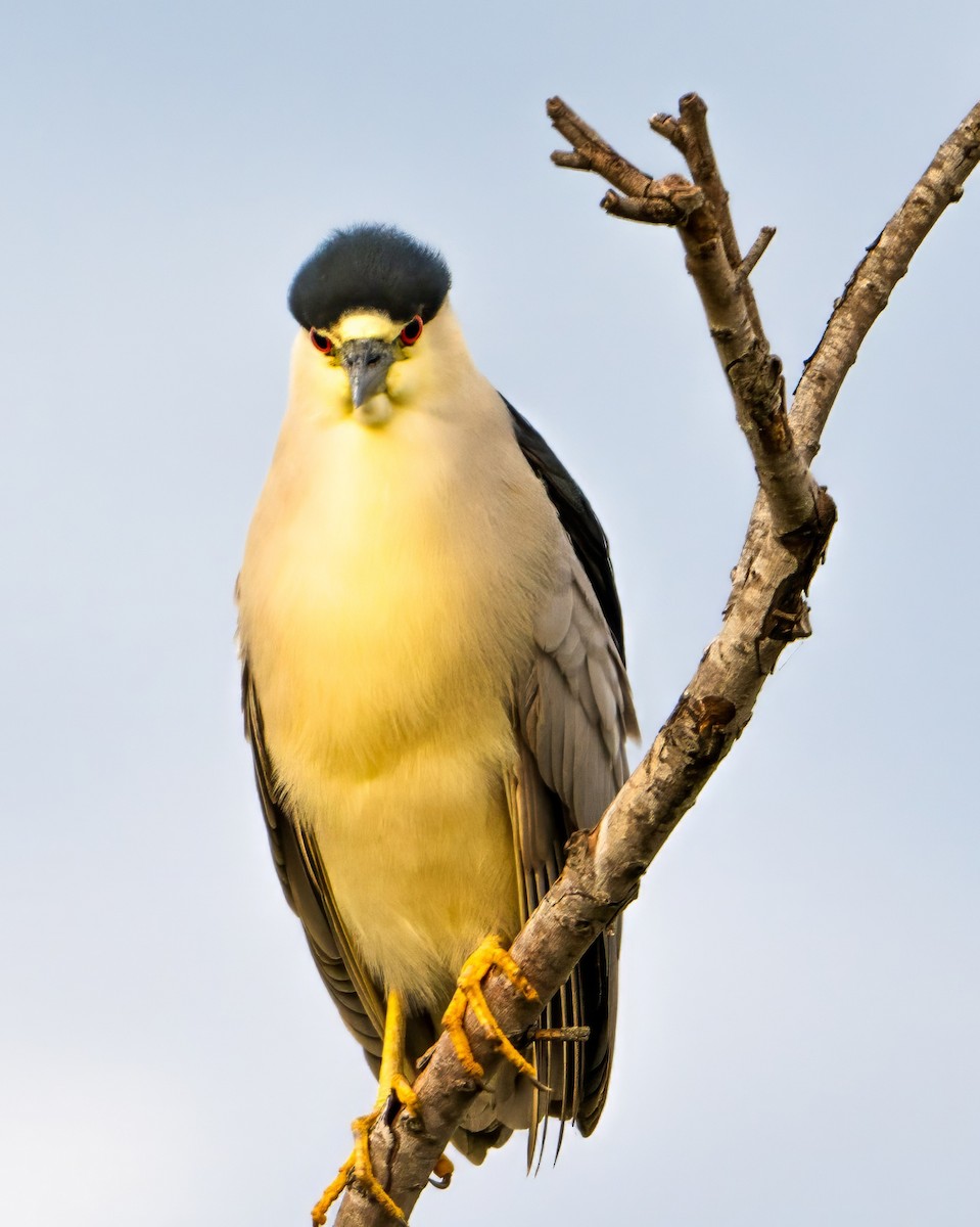 Black-crowned Night Heron - ML616279359