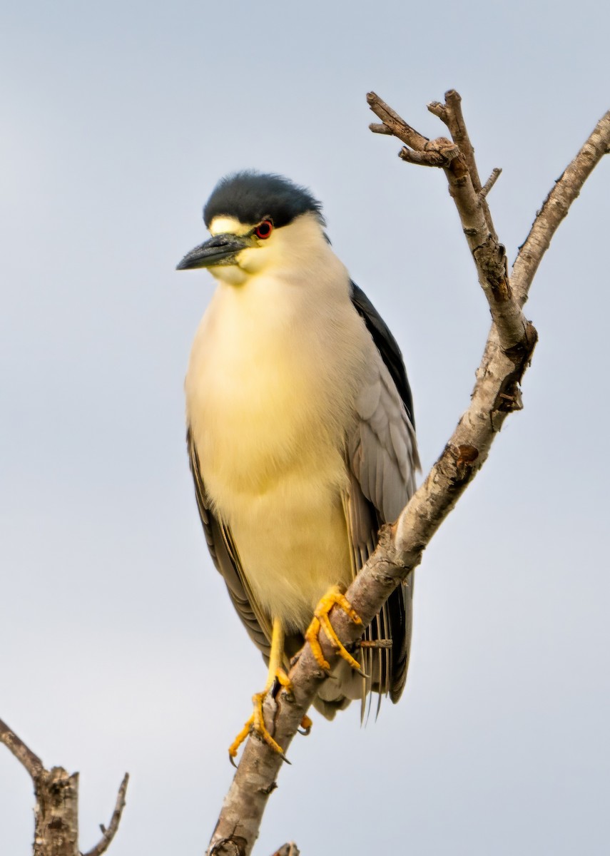 Black-crowned Night Heron - Raymond Kinsel