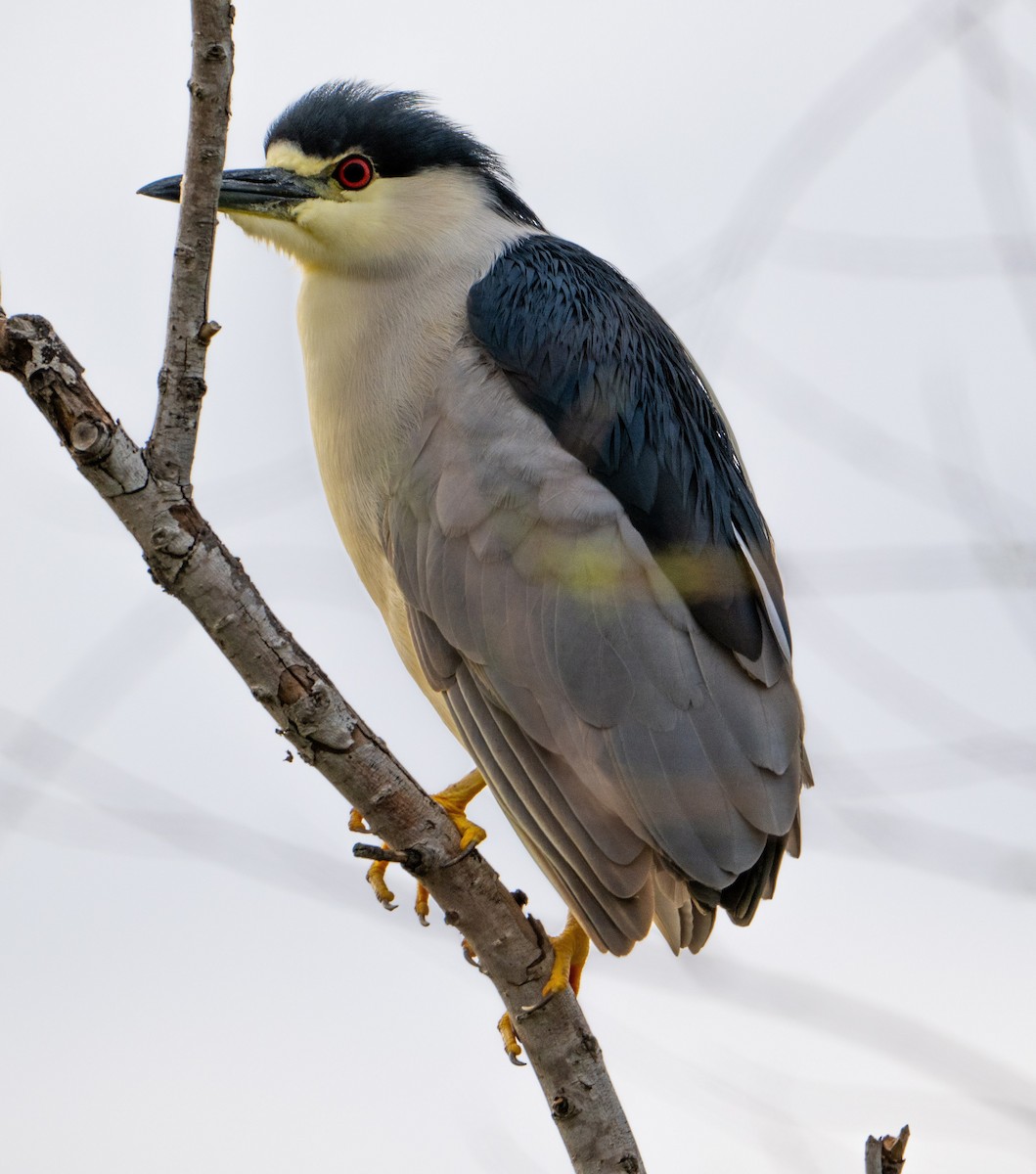 Black-crowned Night Heron - ML616279361