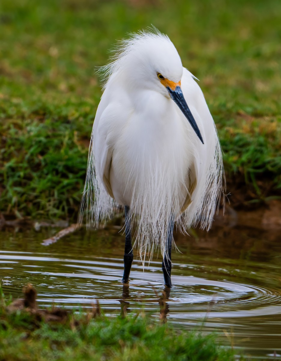 Snowy Egret - ML616279378