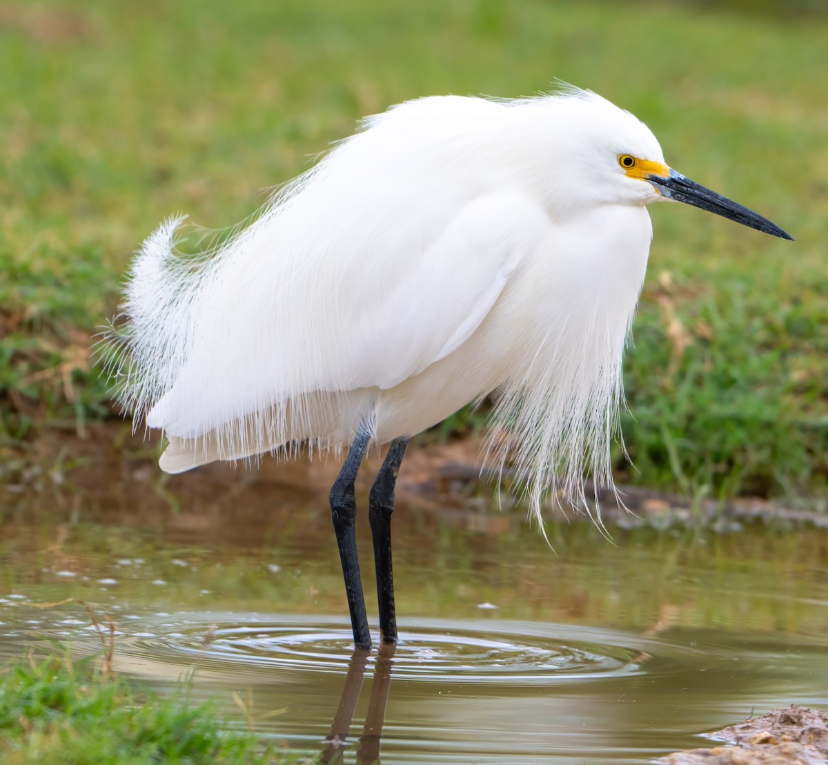 Snowy Egret - Raymond Kinsel