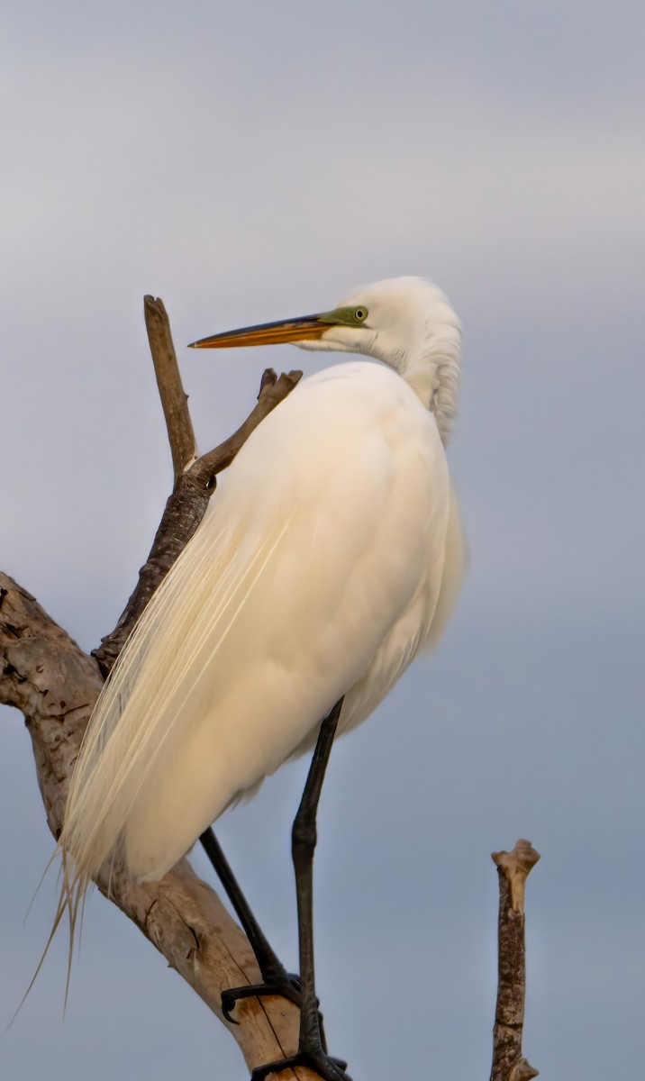 Great Egret - ML616279402