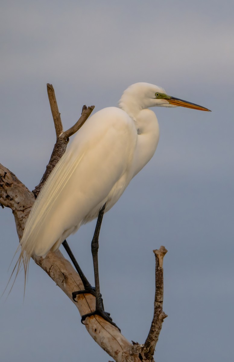 Great Egret - ML616279403