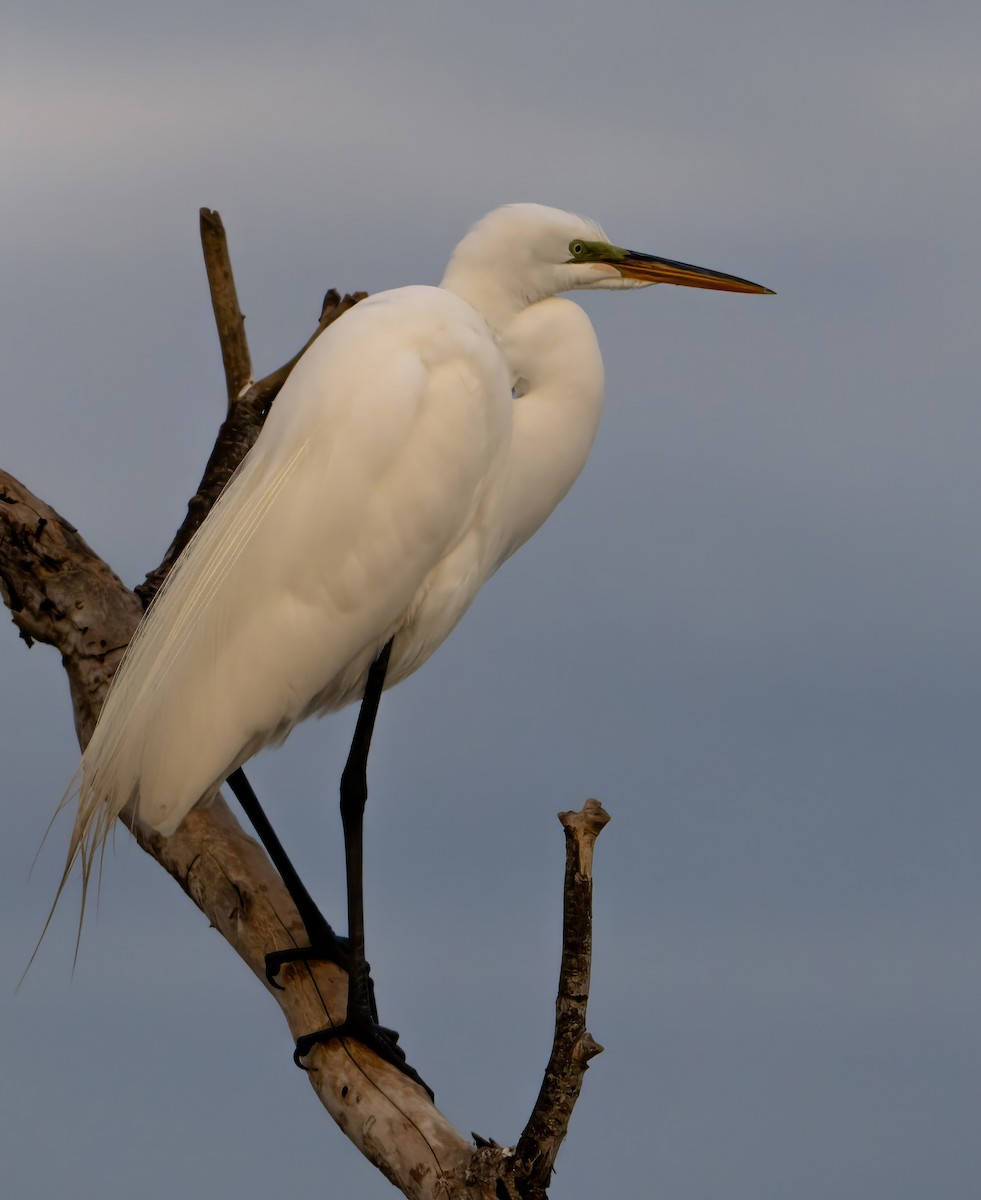 Great Egret - ML616279404