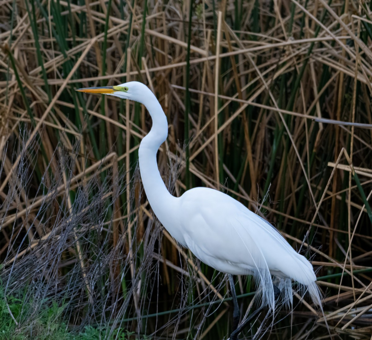 Great Egret - ML616279406