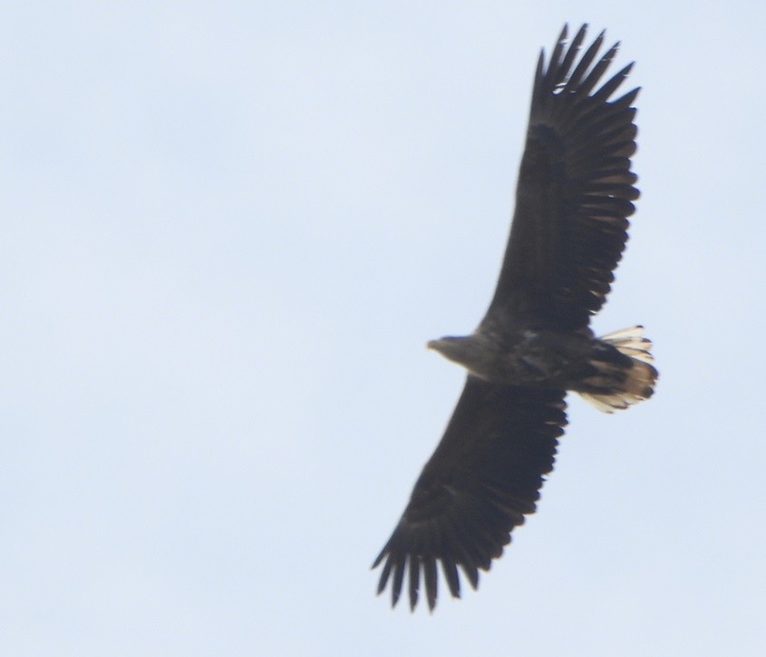 White-tailed Eagle - Jiří Šafránek