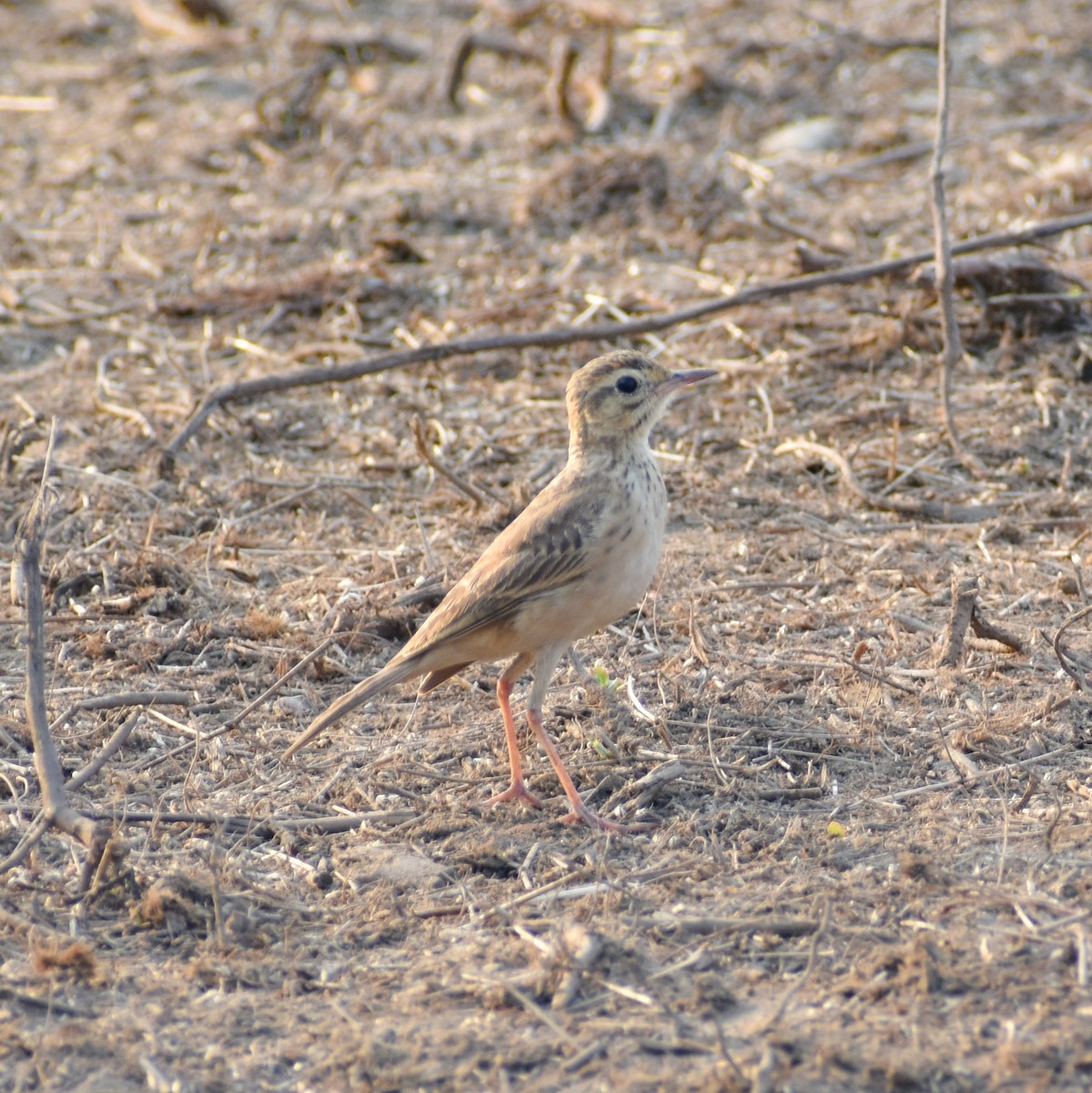 Paddyfield Pipit - Shlaghana Jain