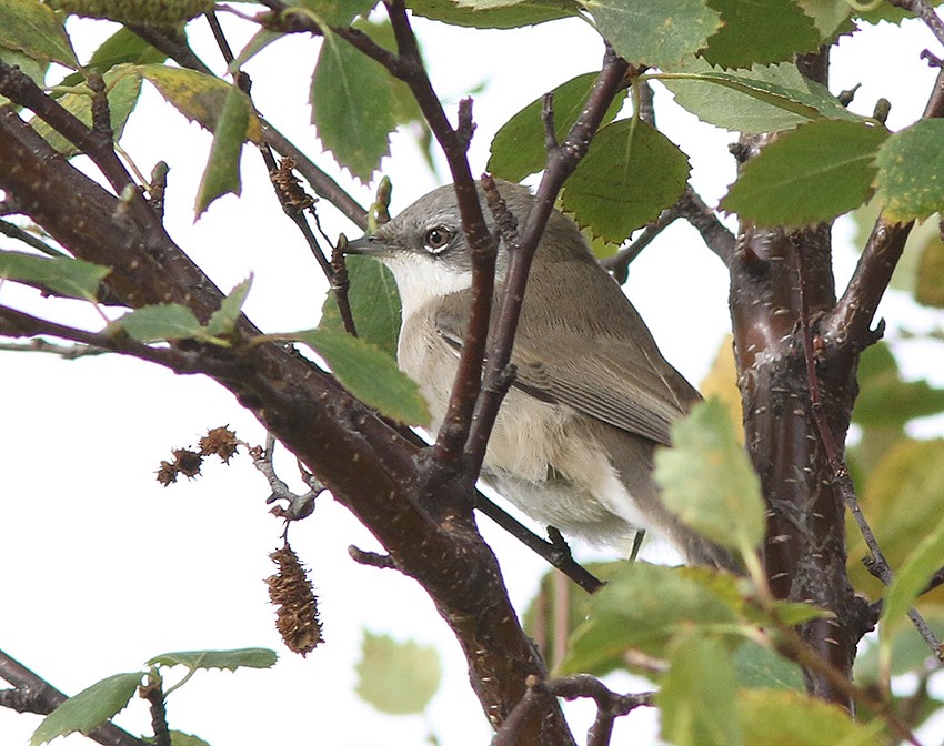 Curruca Zarcerilla - ML616279442