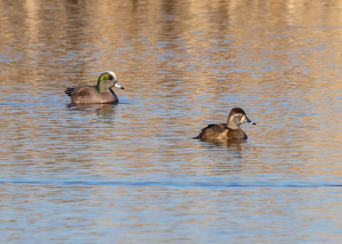 American Wigeon - ML616279443