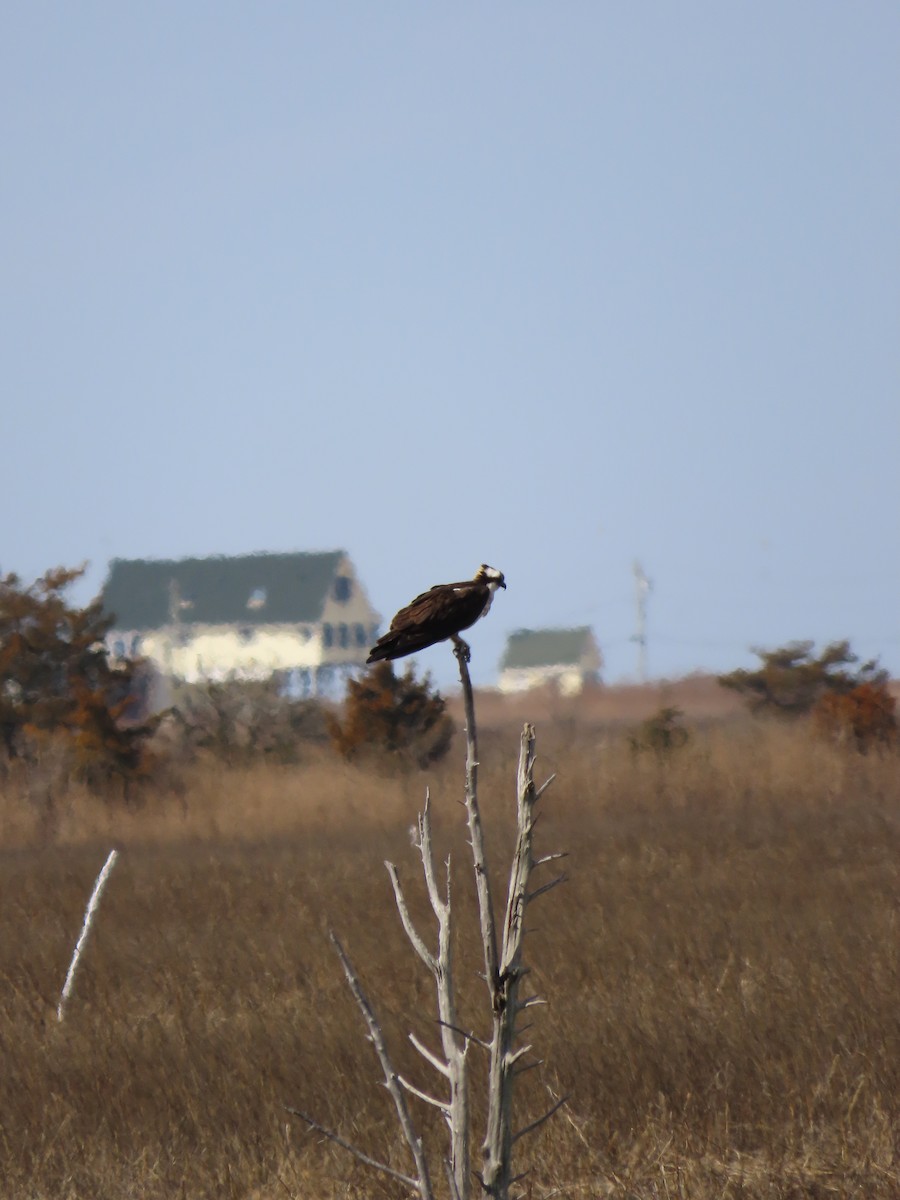 Osprey - ML616279463