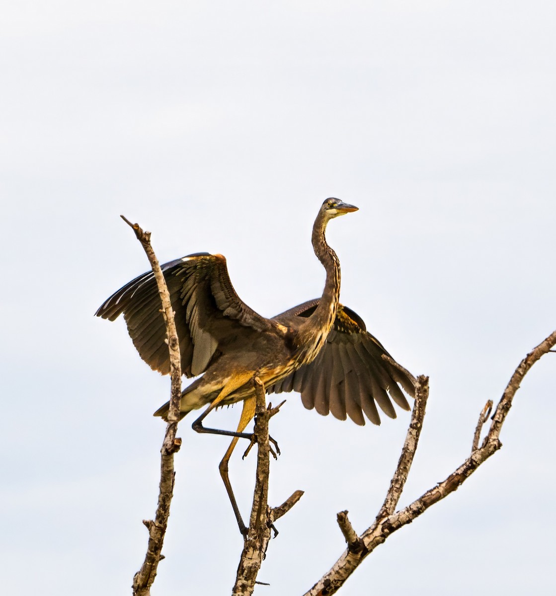 Great Blue Heron - ML616279478