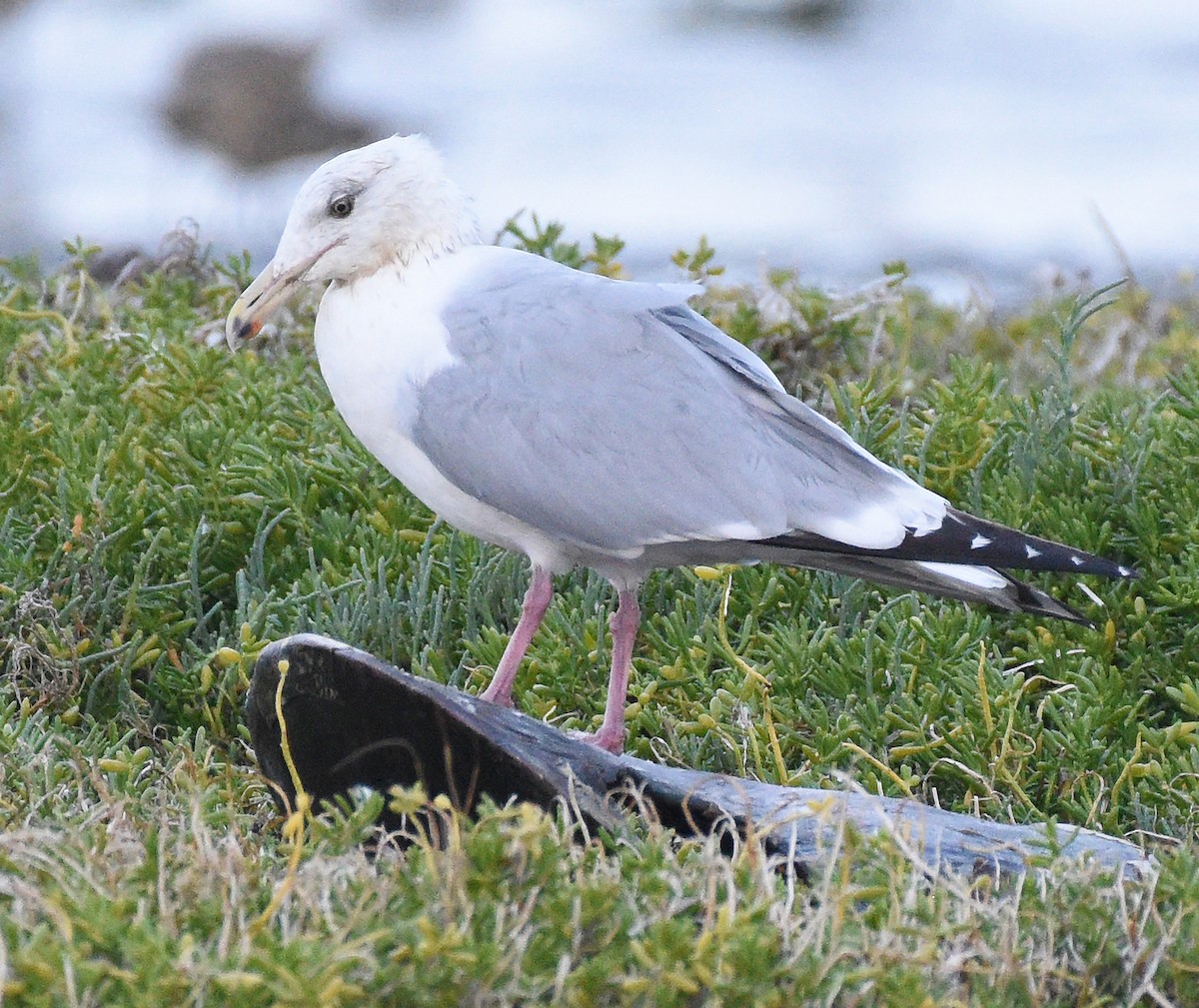 Herring Gull - ML616279493