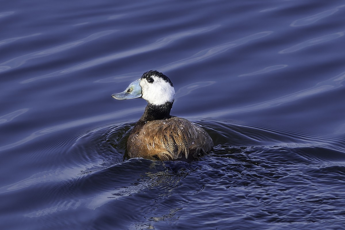 White-headed Duck - ML616279495