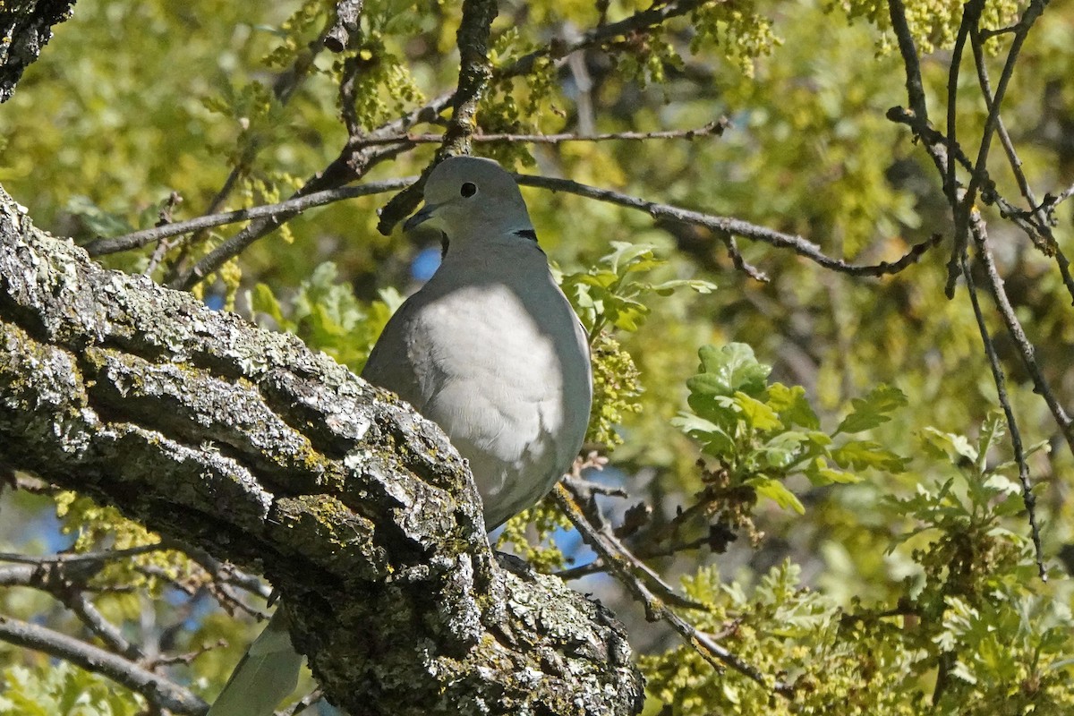 Eurasian Collared-Dove - ML616279580