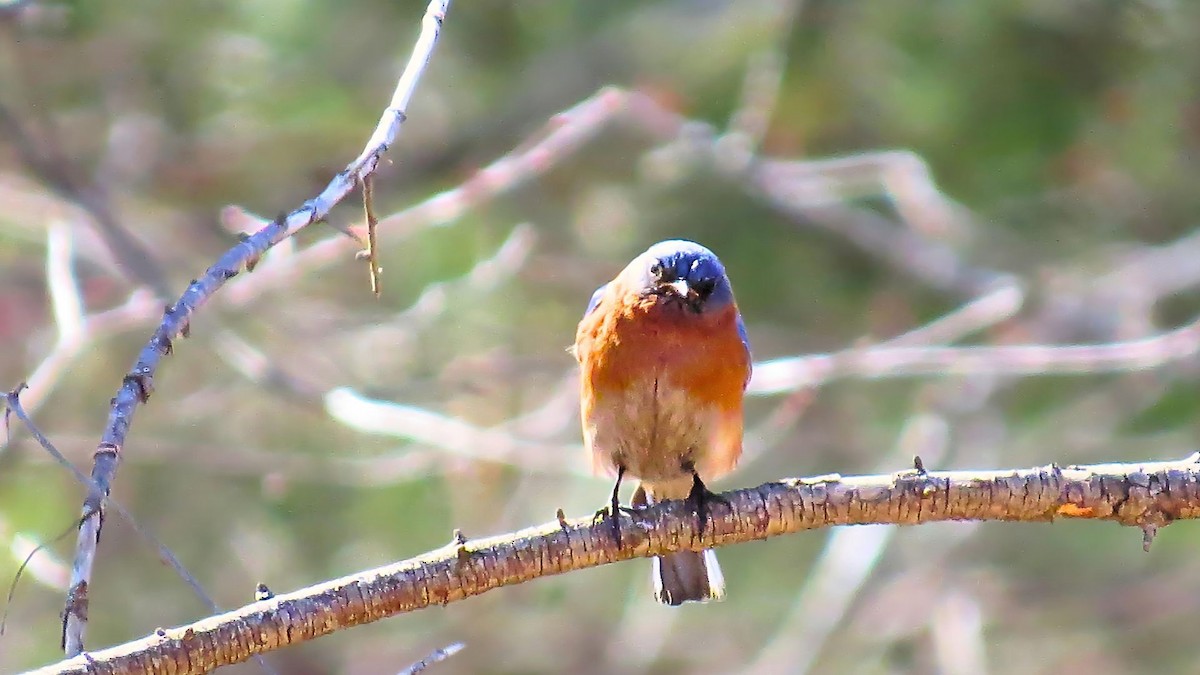 Eastern Bluebird - ML616279583