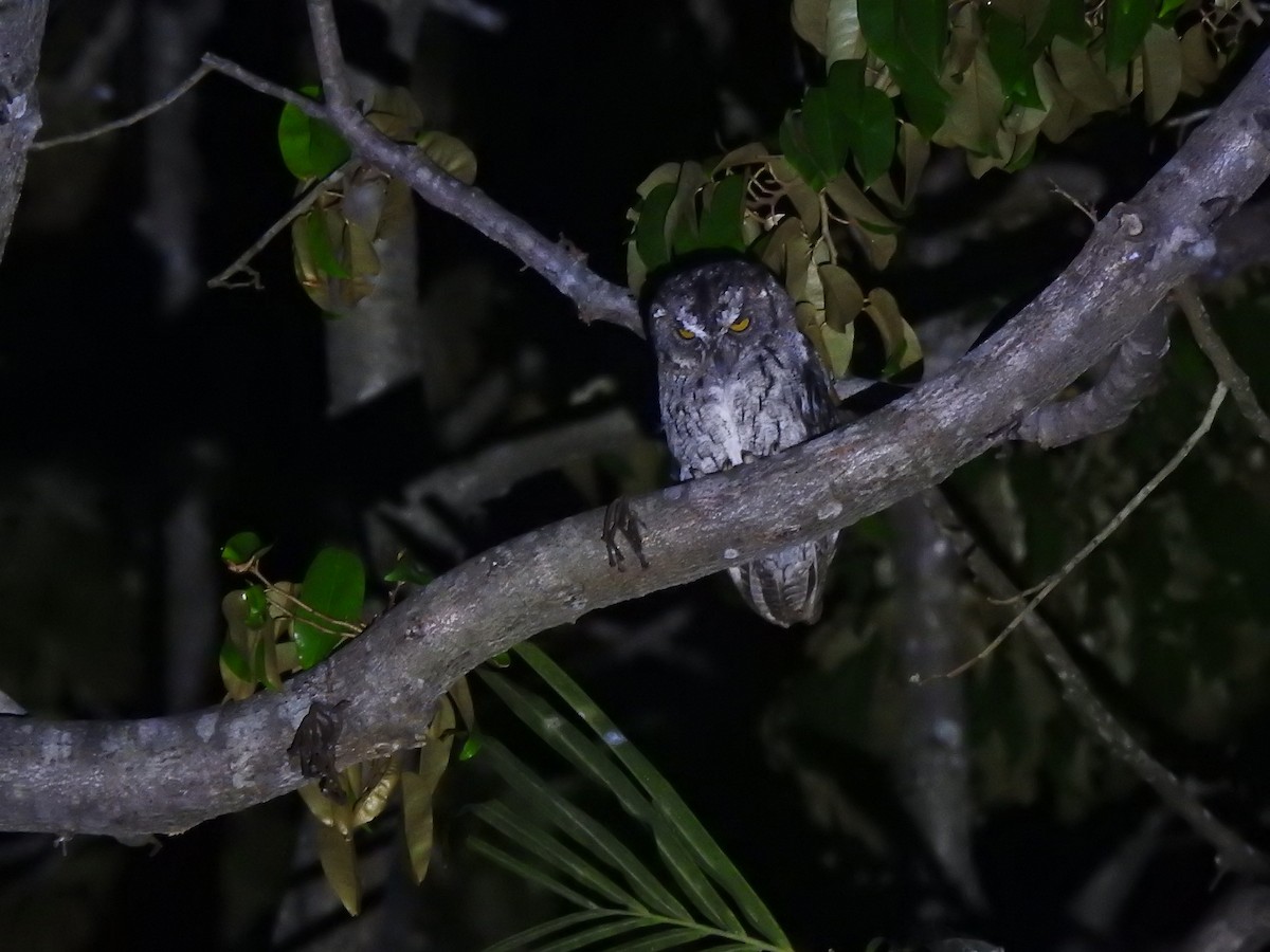 Moluccan Scops-Owl (Moluccan) - Yasin Chumaedi