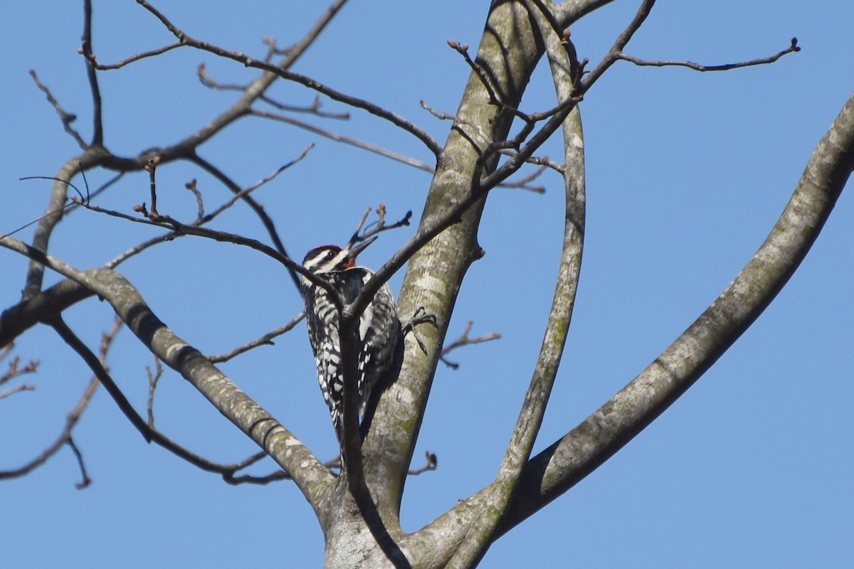 Yellow-bellied Sapsucker - ML616279713