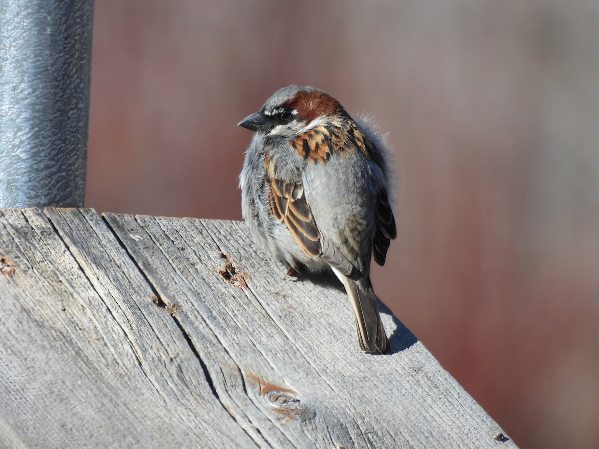 Moineau domestique - ML616279720