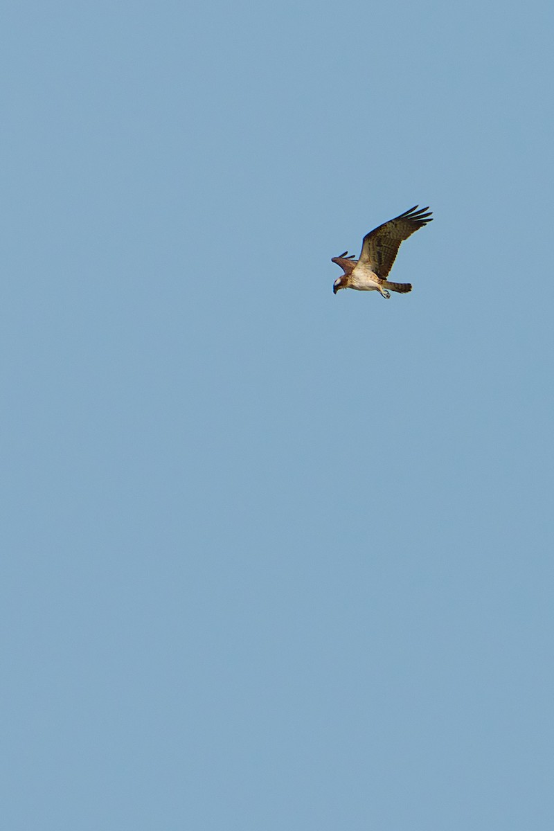 Águila Pescadora - ML616279726