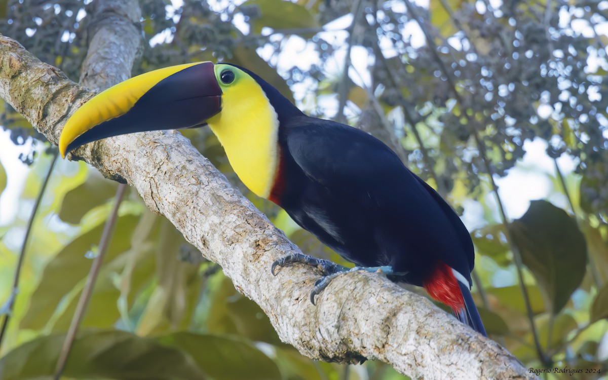 Yellow-throated Toucan - Rogério Rodrigues