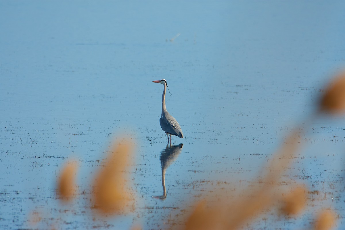 Gray Heron - ML616279757