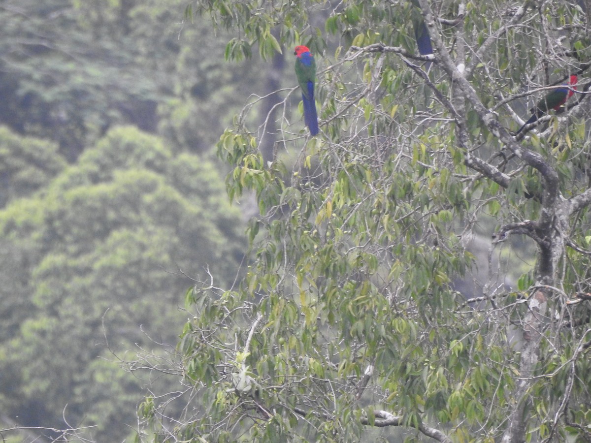 Moluccan King-Parrot - ML616279773