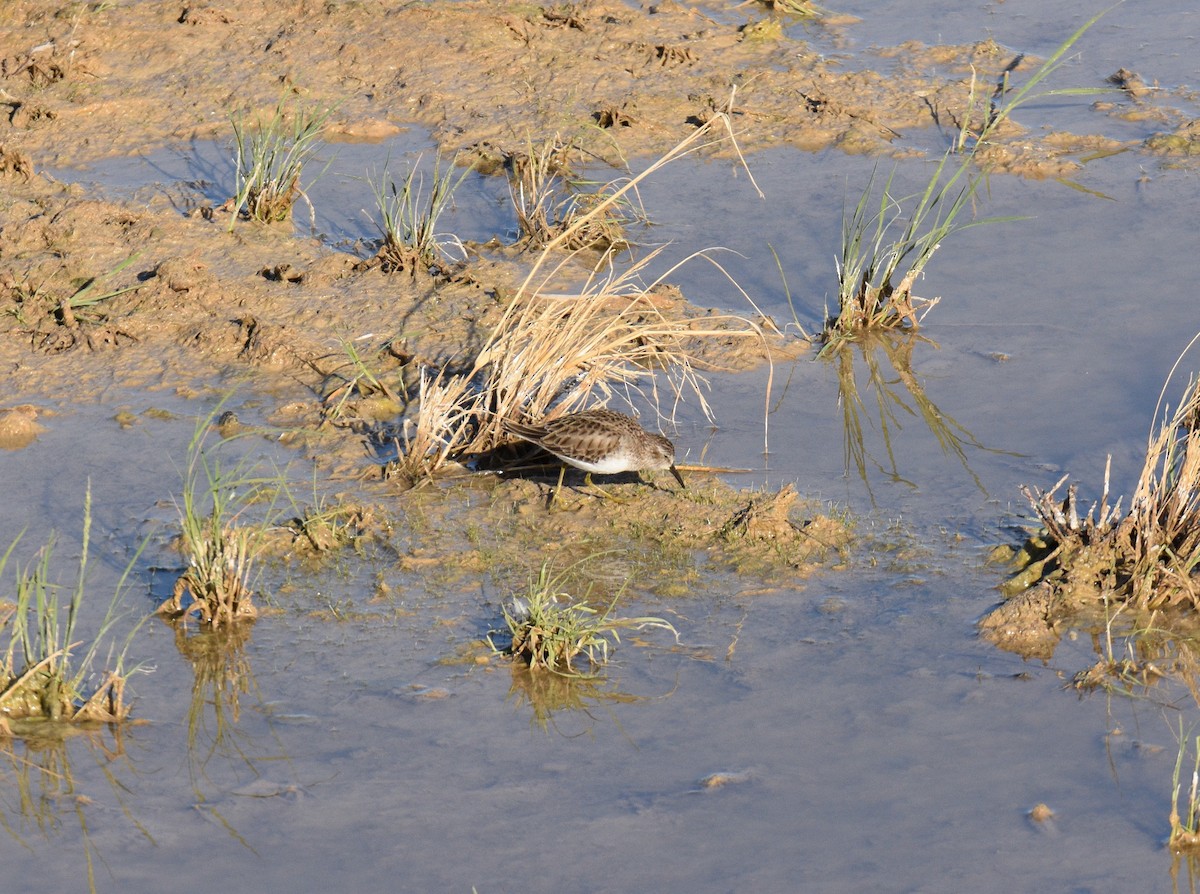 Least Sandpiper - ML616279810