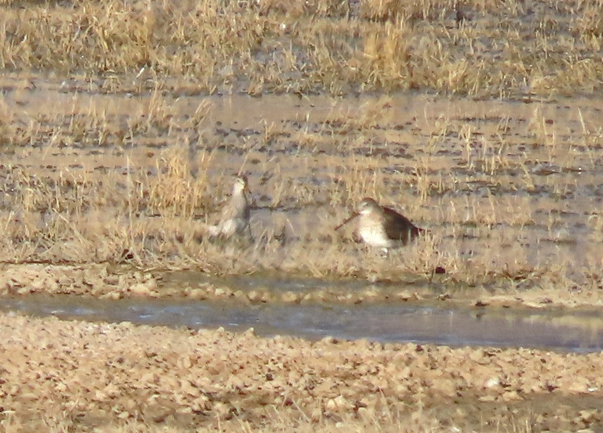 Bécasseau à poitrine cendrée - ML616279819